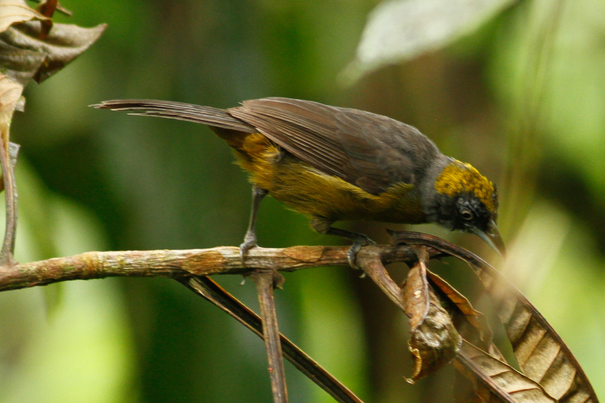 Dusky-faced Tanager illustration