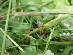 Clanoptilus marginellus