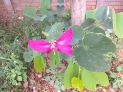 Bauhinia