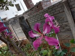 Bauhinia