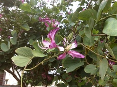 Bauhinia