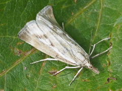 Catoptria petrificella