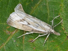 Catoptria petrificella