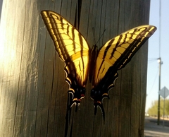 Papilio multicaudata