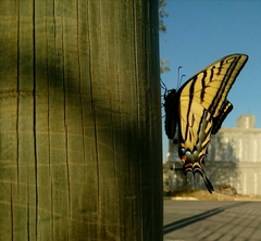 Papilio multicaudata