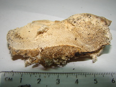 Pseudospongipellis delectans