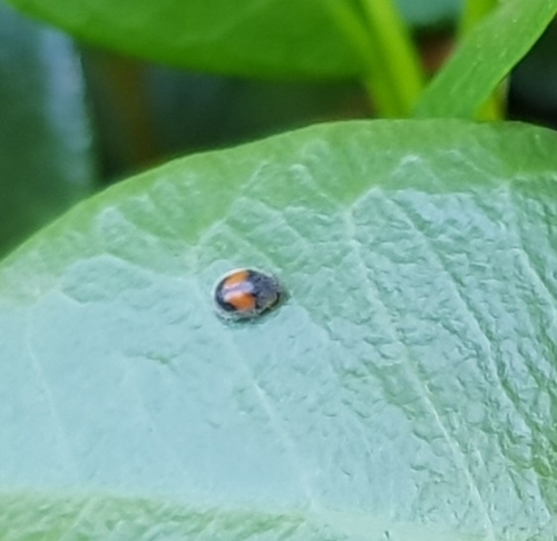 Minute two-spotted ladybird photo 5