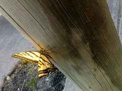 Papilio multicaudata