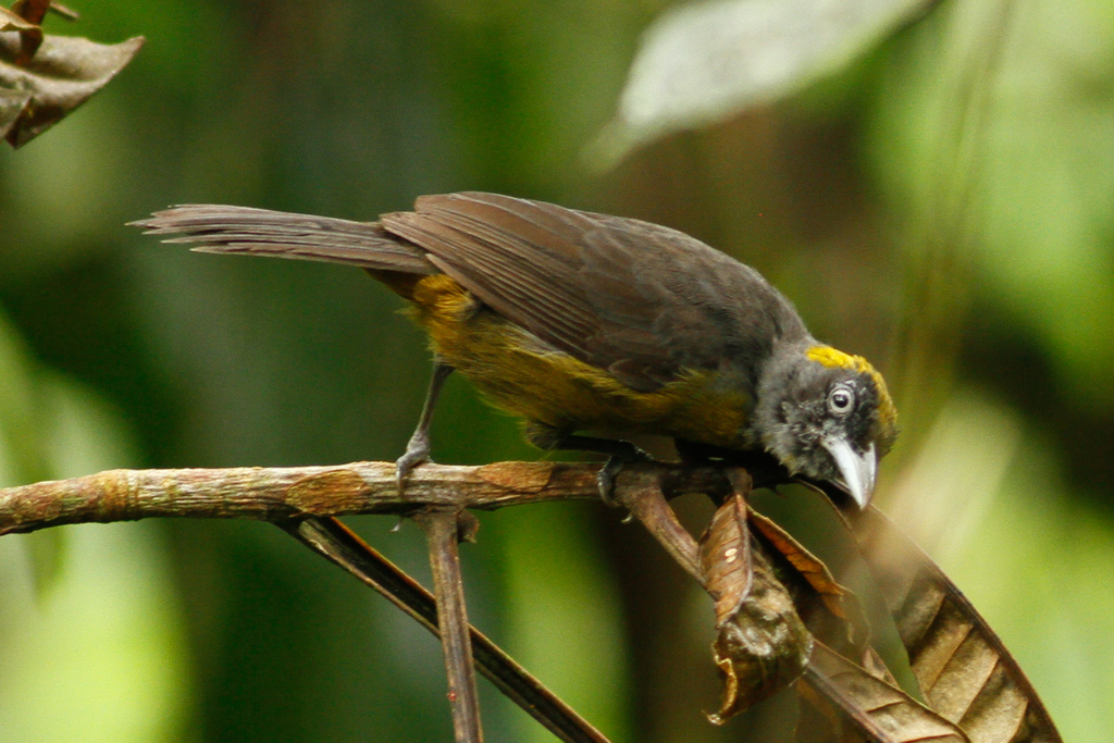 Mitrospingid Tanagers