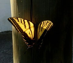 Papilio multicaudata