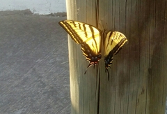 Papilio multicaudata