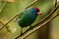 Red-Headed Parrotfinch photo 4