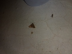 Acantholipes