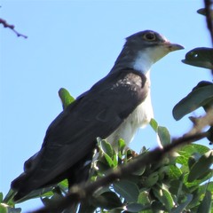 Pachycoccyx audeberti