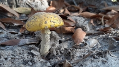 Amanita flavella