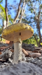 Amanita flavella