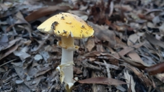 Amanita flavella