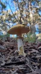 Amanita flavella