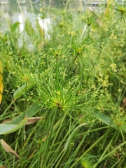 Cyperus papyrus