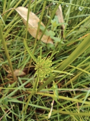 Cyperus papyrus