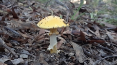 Amanita flavella