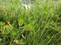 Cyperus papyrus