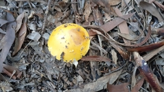Amanita flavella