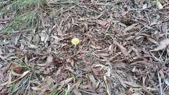 Amanita flavella