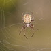 Sooty Orbweaver - Photo (c) Reiner Richter, some rights reserved (CC BY-NC-SA), uploaded by Reiner Richter