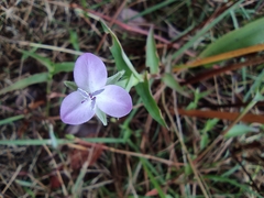Murdannia keisak