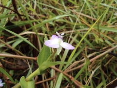 Murdannia keisak
