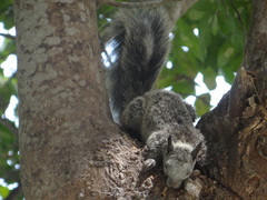 Sciurus stramineus