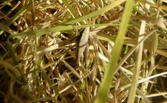 Orthoptera
