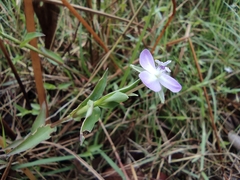 Murdannia keisak
