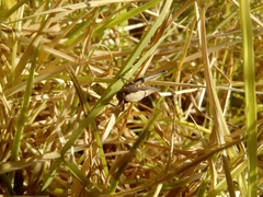 Orthoptera