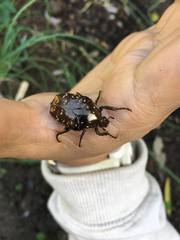 Protaetia orientalis sakaii