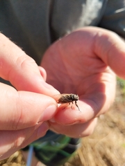 Myopsalta coolahensis