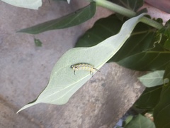 Danaus chrysippus