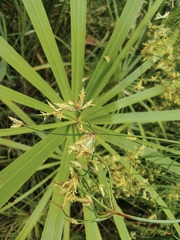 Cyperus papyrus