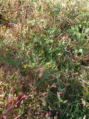 Bidens pilosa pilosa