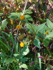 Bidens pilosa pilosa