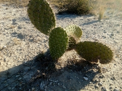 Opuntia