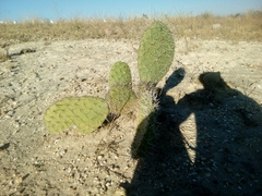 Opuntia