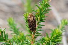 Ethonion corpulentum