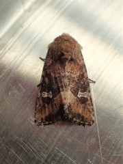 Lacinipolia stricta