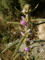 Sphaeralcea angustifolia