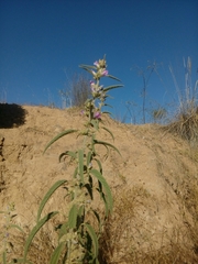 Sphaeralcea angustifolia