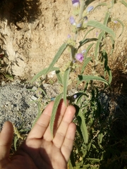 Sphaeralcea angustifolia