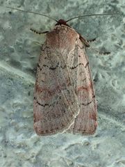 Protolampra rufipectus