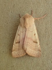 Dichagyris variabilis